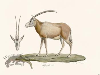 Cuvier 148 Algagelle Male